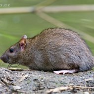 potkan obecný (rattus norvegicus)