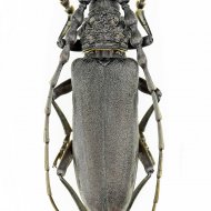 tesařík (Cerambyx carinatus)
